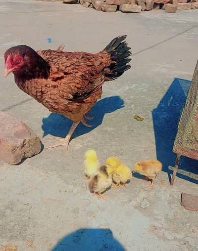 Aseel pair male and Femail