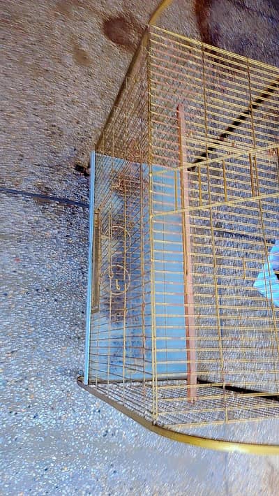 Grey/Parrot.  customised cage 10/10