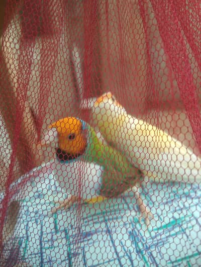 Lady Goldian Finch / Java Finch / Finches