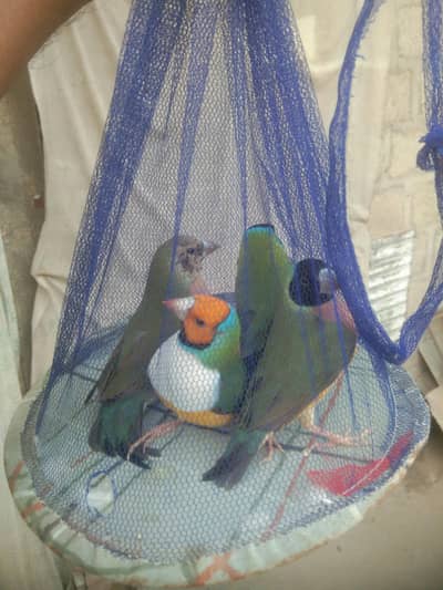 Lady Goldian Finch / Java Finch / Female / Finches