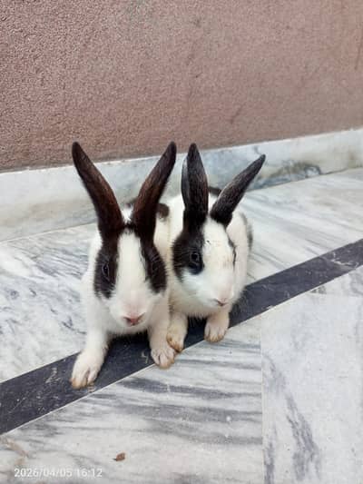 Black and white Rabbits for Sale | beautiful rabbits| pets for sale
