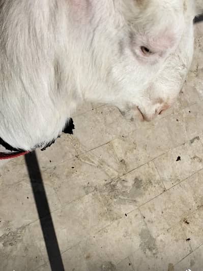 Gulabi bakri age 6 month full active