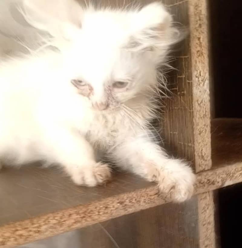 اوڈ  آئی بلی کے بچے فارسیل 0