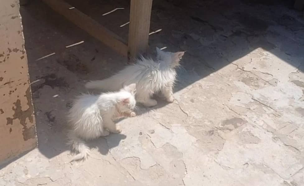 اوڈ  آئی بلی کے بچے فارسیل 1