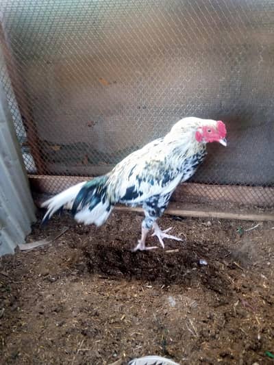 Assalam o Alikum 2 Assel Male for sale WhatsApp num 03100128288