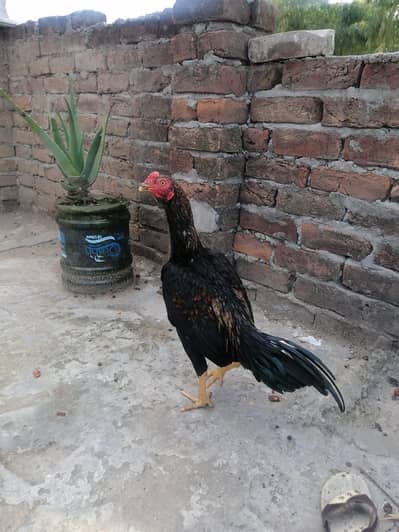 Aseel young patha for sale