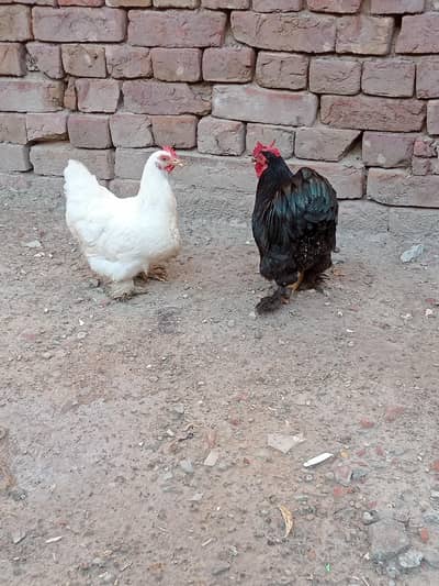 breeder pair available ha