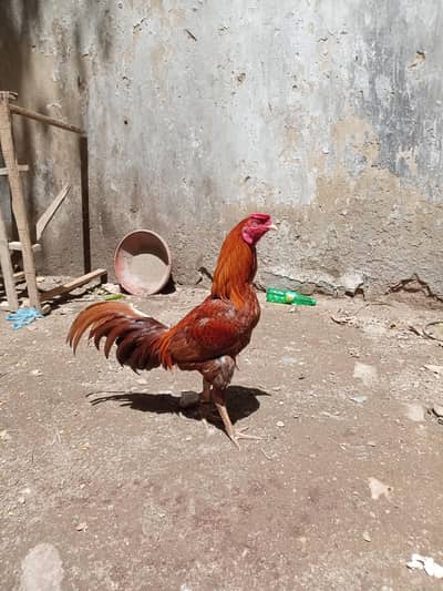 murga aseel cross kubsorad hai