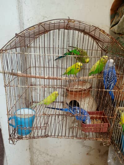 Australian Parrott Pait & Budges