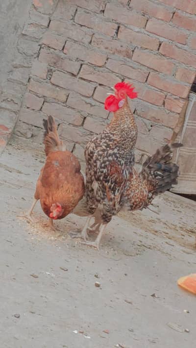 2 Murgiyan 1 Murga Sale 03006171466