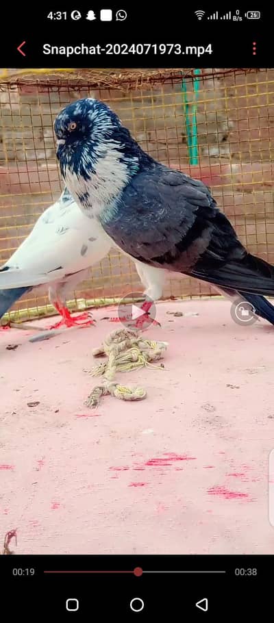 taoband jorhy for sale