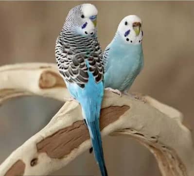 budgies pairs