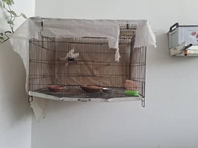 White Eno Pair with cage 3x2