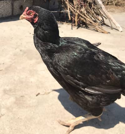 Kurak Aseel Black Mushki Madi available