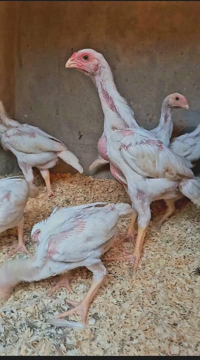 White Oh shamo and Black Oh Shamo chicks. Abo Ali Denmark Blood Line.