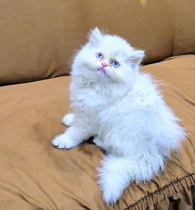 Pure Person High Quality Kitten