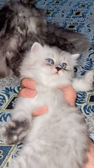 Grey white persian puppy