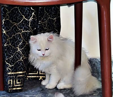 White Persian Cat