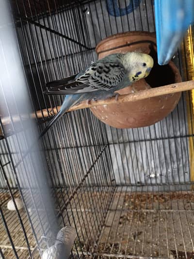 Australian parrots for sale