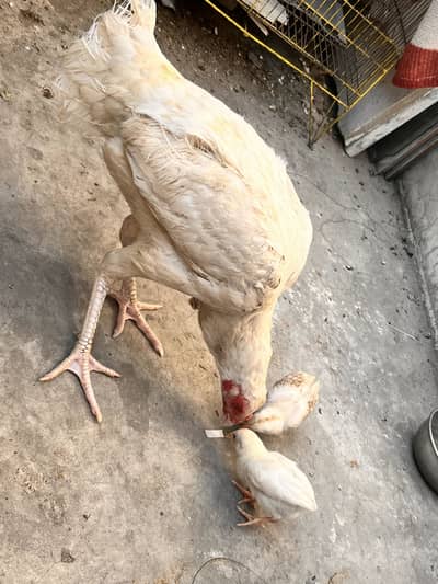 Heera female with 2 chicks