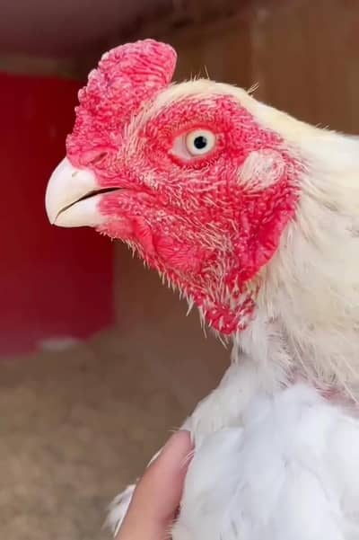 Heera or muska male for sale