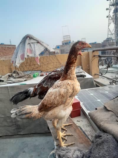 barmi hint aseel available