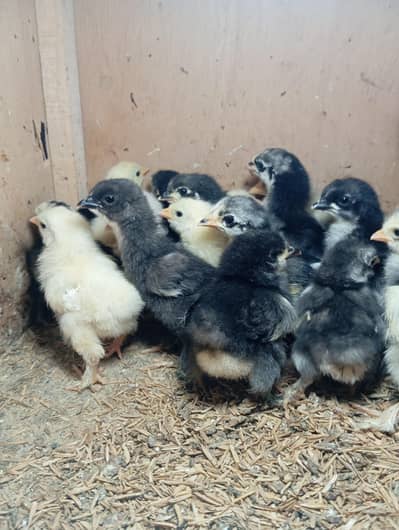 Bantam Chicks