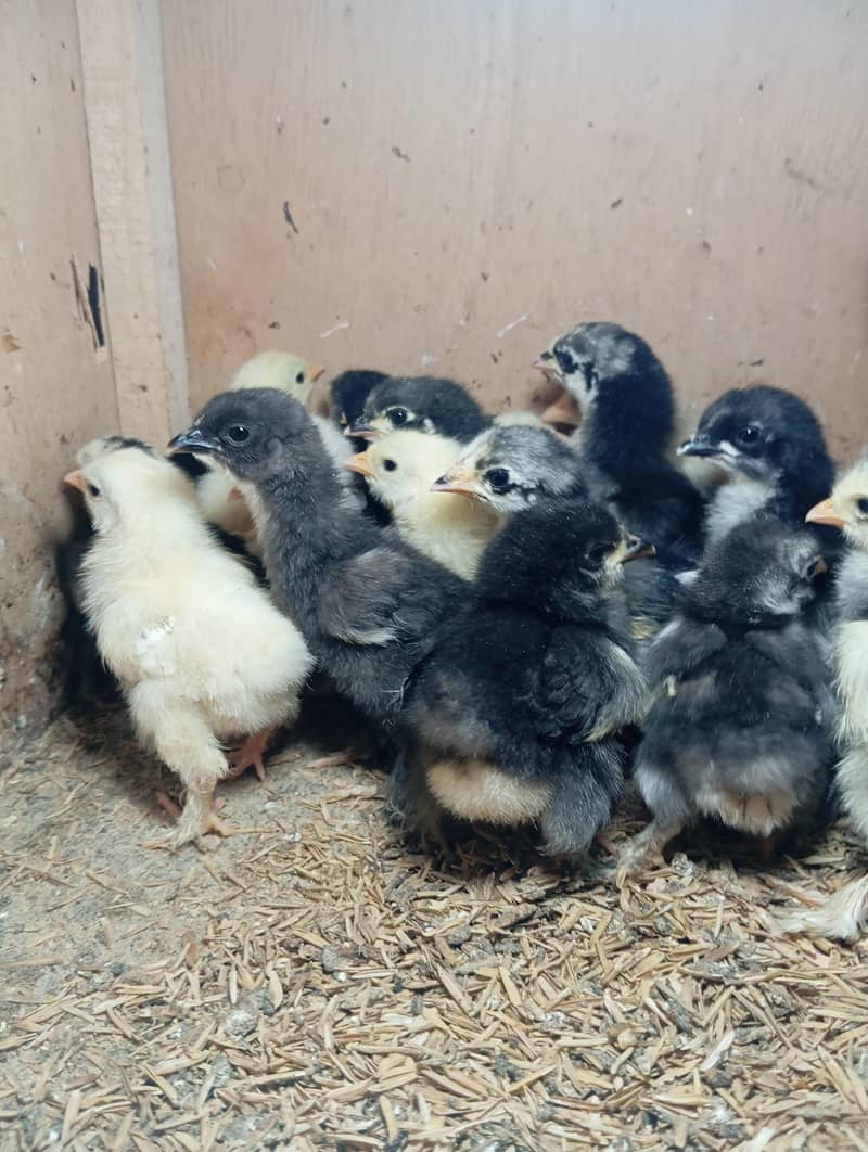 Bantam Chicks 0