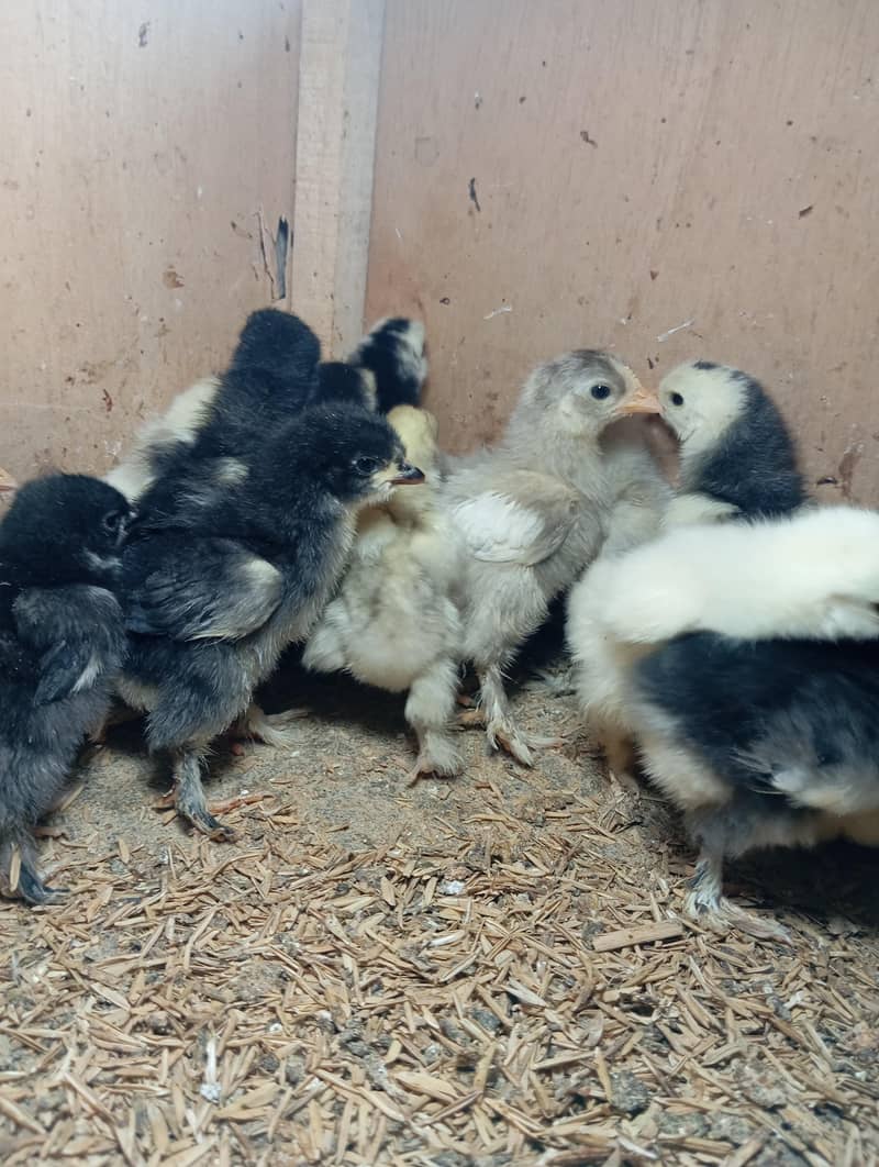 Bantam Chicks 1