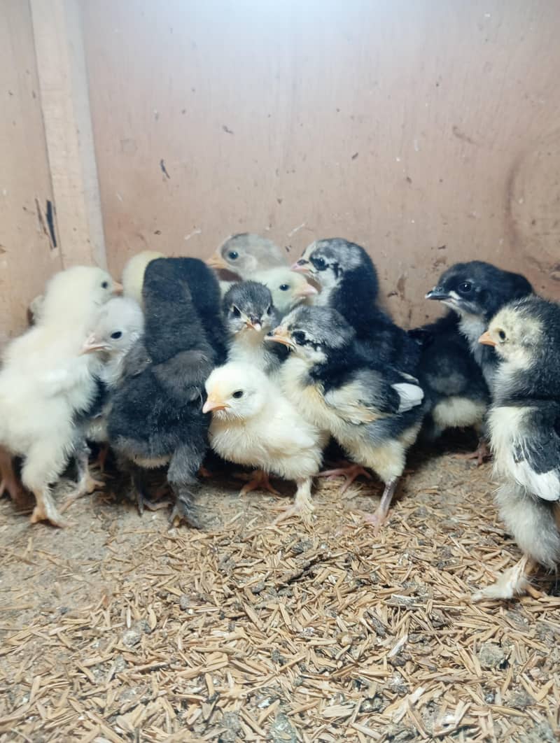 Bantam Chicks 2