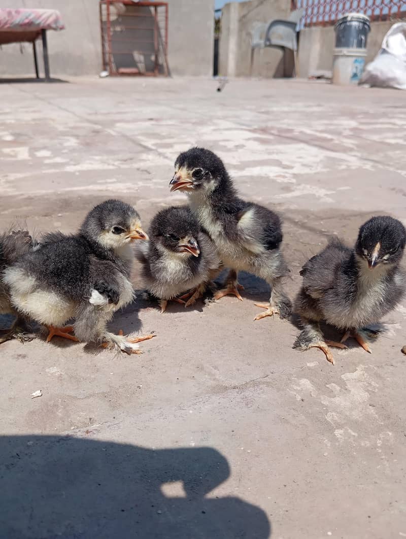 Bantam Chicks 3