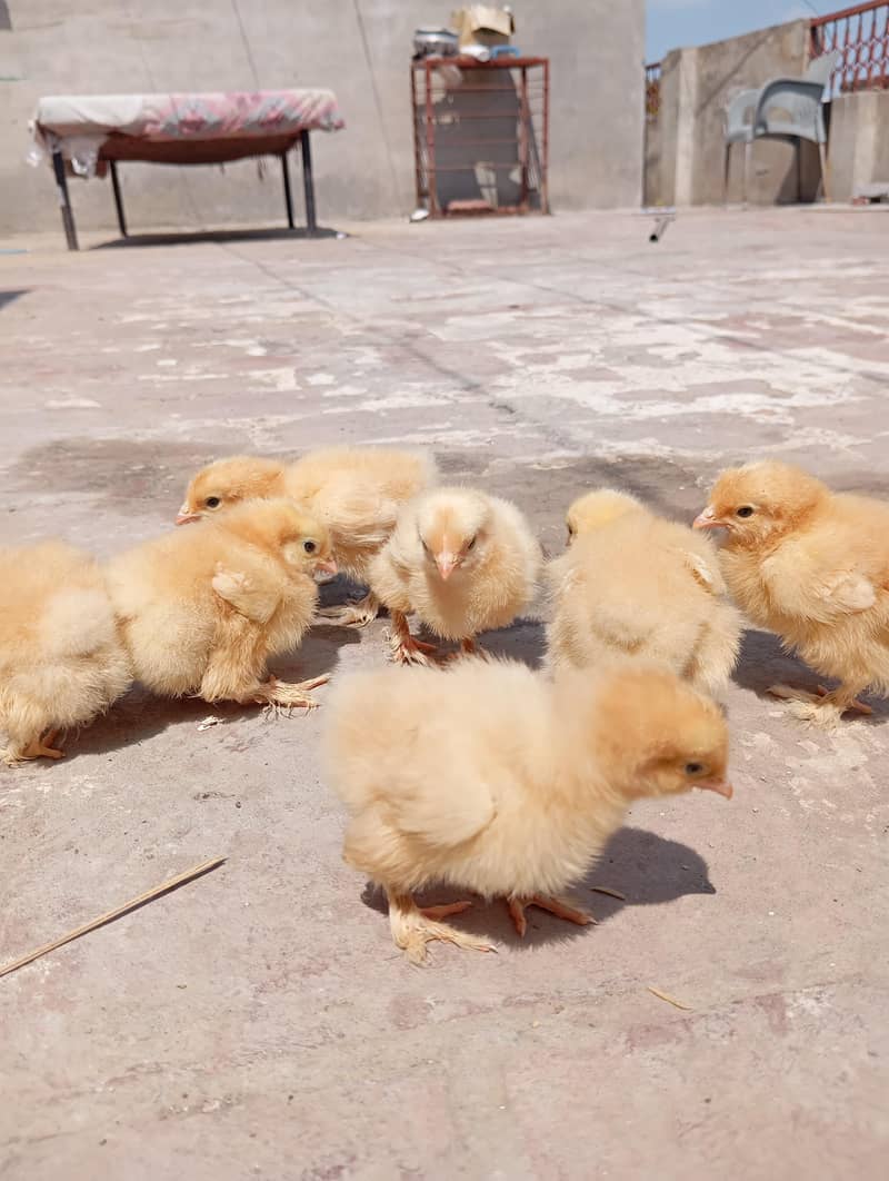 Bantam Chicks 4