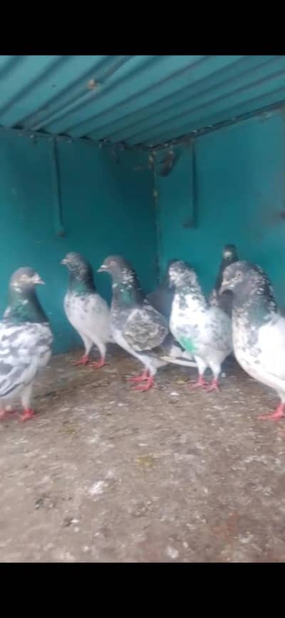 Asmani pigeons
