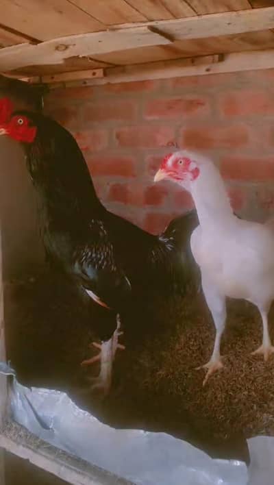 jeppnes shamo female