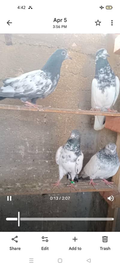 golden pair parwazi 03,1,5,3,0,2,1,23,7