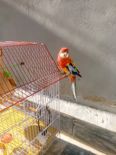 Healthy parrot for sale