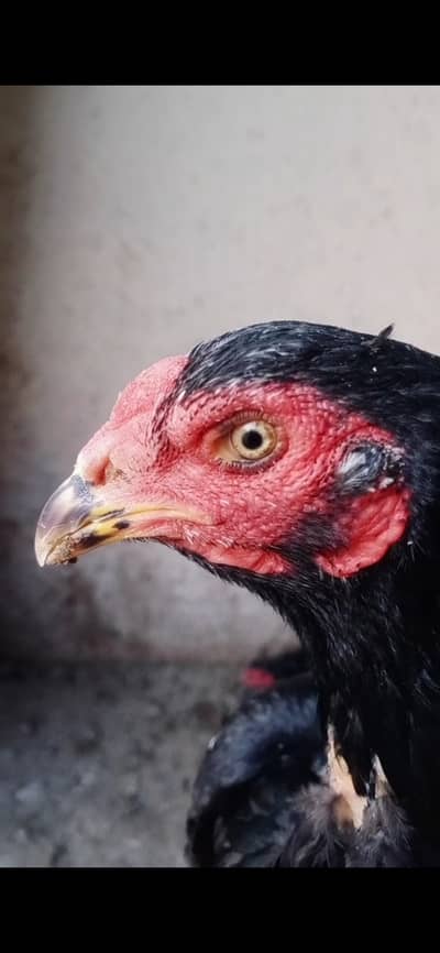 Pure thai aseel hens for sale 03224538032