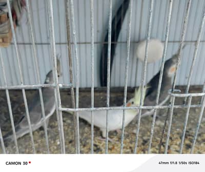 teen joden Hain Do jode andon per Hain