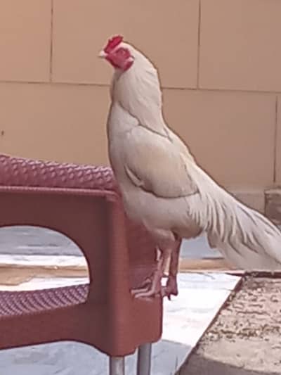 Aseel Pure White Murgha