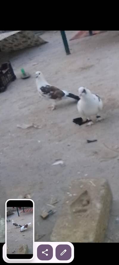 Health and active pigeons mukkhi pair