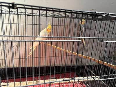 Cocktail Parrots pair with cage