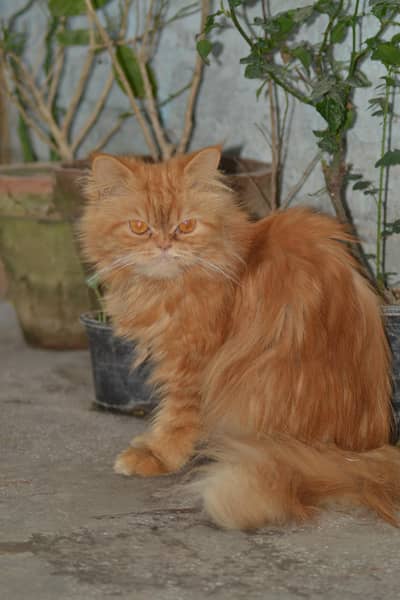 Persian Female Cat For Sale