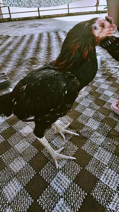 1 Year Old Healthy Male Rooster for Sale
