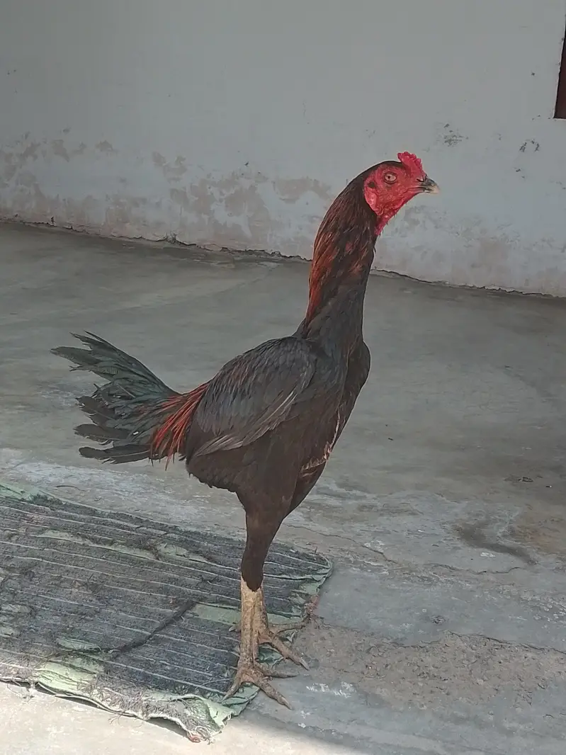 Thai male for sale
