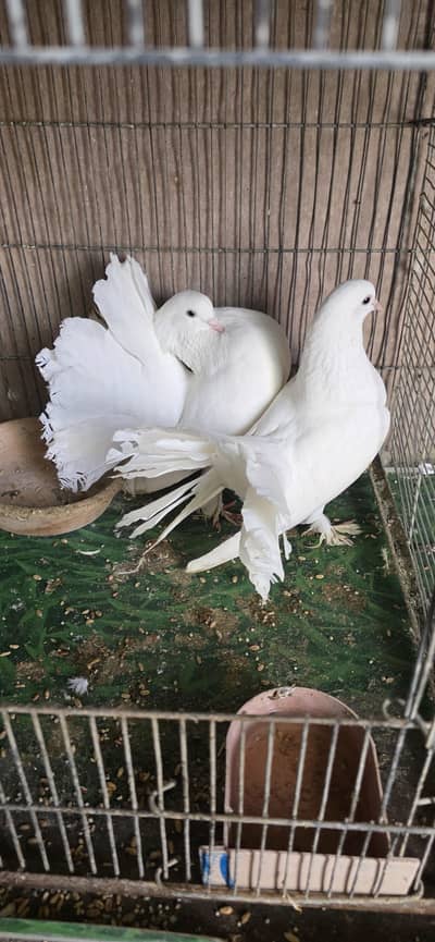 lakka, patti waly, kabli, gola