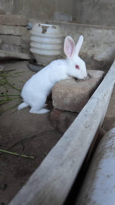 Cute Bunnies for sale