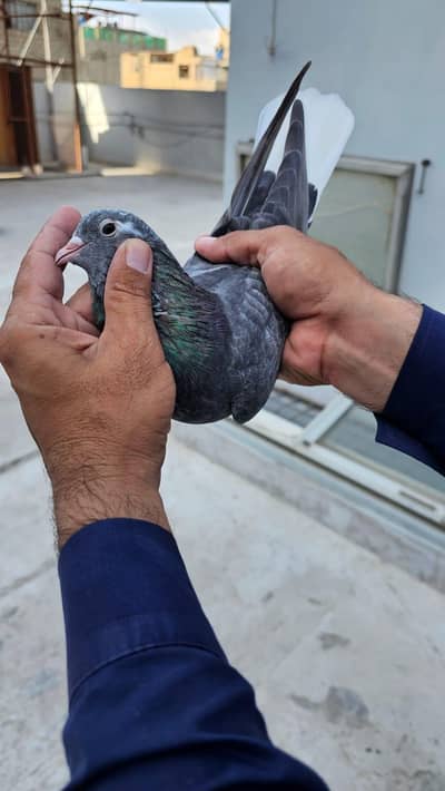 indian khatang female