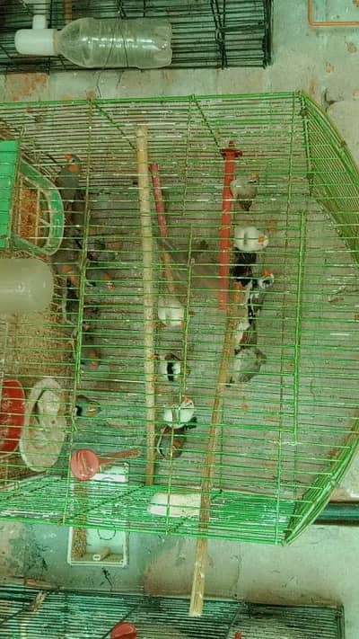 zebra finches for urgent sale