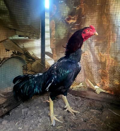 Aseel muskha murga for sale  03329332553