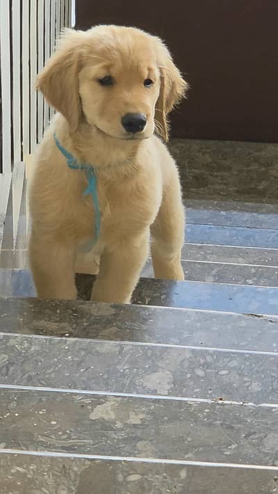 Premium Golden Retriever Puppies (1.15L - 1.25L) - Champion Bloodline